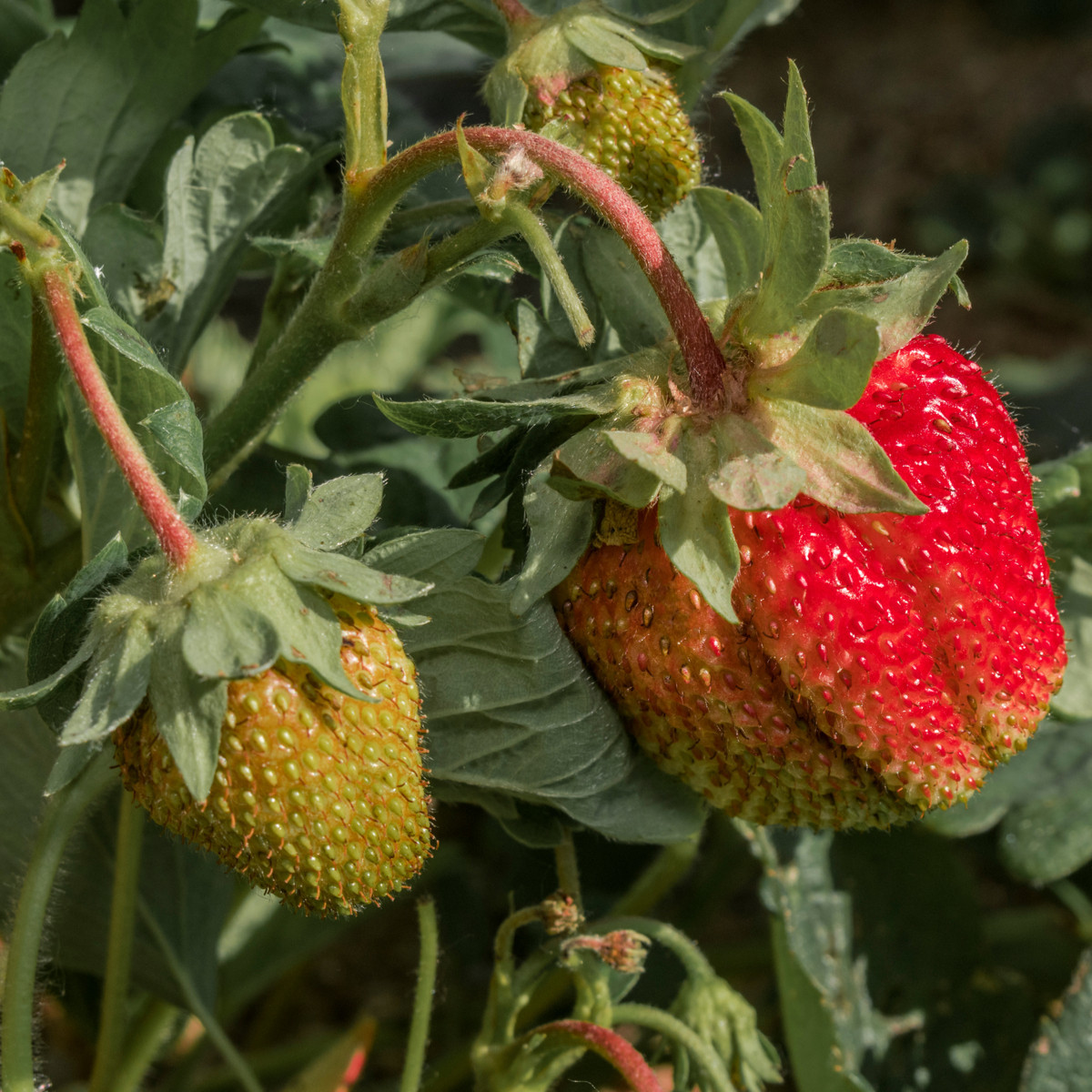 Jahodník velkoplodý Grandian F1 - Fragaria ananassa - semena - 10 ks