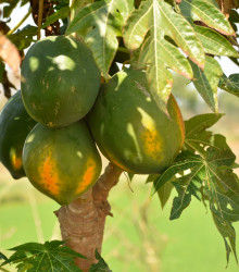 Semena papayi – Papaya Mamba Nunba – Carica papaya