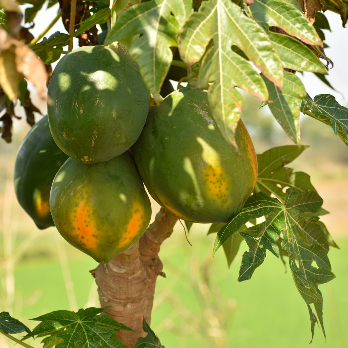 Papaya carica Mamba Nunba -semena papayi - Carica Papaya - 4 ks