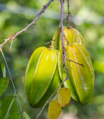 Čínská hvězdice - Averrhoa carambola - semena - 5 ks