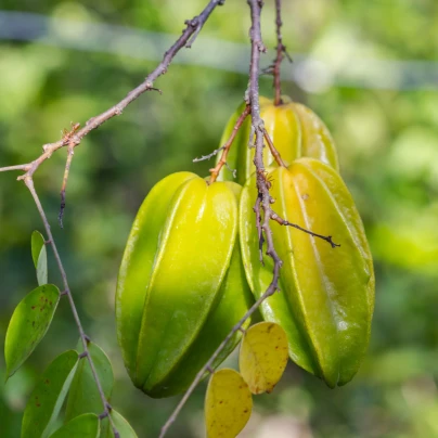 Čínská hvězdice - Averrhoa carambola - semena - 5 ks