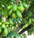 Bilimbi - Averrhoa bilimbi - semena - 5 ks