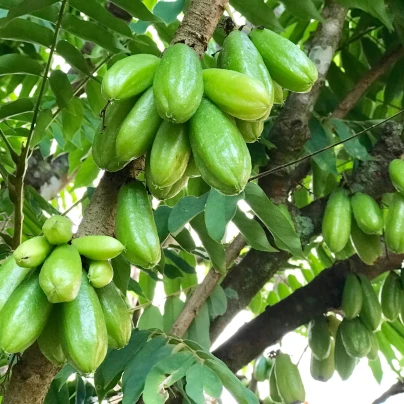 Bilimbi - Averrhoa bilimbi - semena - 5 ks