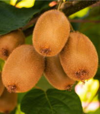 Kiwi čínské - Actinidia chinensis - semena - 5 ks