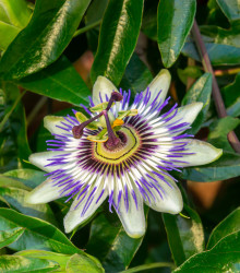 Semena mučenky – Mučenka modrá – Passiflora caerulea
