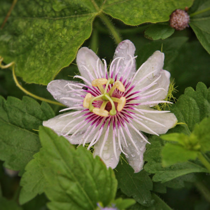Semena mučenky – Mučenka pruhovaná – Passiflora ligularis