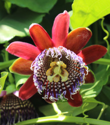 Semena mučenky – Mučenka čtyřhraná – Passiflora quadrangularis