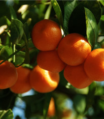 Pomerančovník zakrslý - Citrus mitis - semena - 3 ks