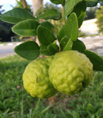 Kafrová limetka - Citrus hystrix - semena - 3 ks