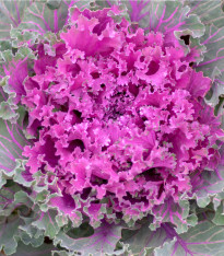 Kapusta okrasná - Brassica oleracea sabauta - semena - 50 ks