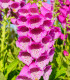 Náprstník červený - Digitalis purpurea - semena - 400 ks