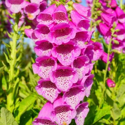 Náprstník červený - Digitalis purpurea - semena - 400 ks