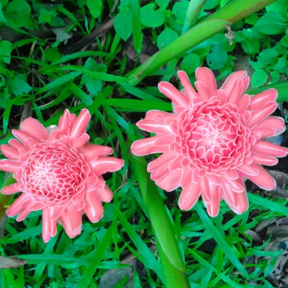 Zázvor růžový okrasný - Etlingera elatior - semena - 3 ks