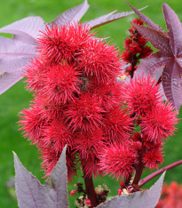 Skočec obecný - Ricinus communis - semena - 3 ks