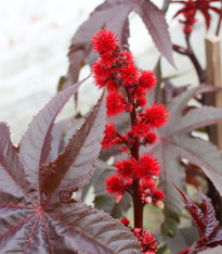 Skočec obecný červený Karmen - Ricinus communis gibsoni - semena - 3 ks