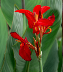 Kana - Canna jaegeriana - semena - 6 ks