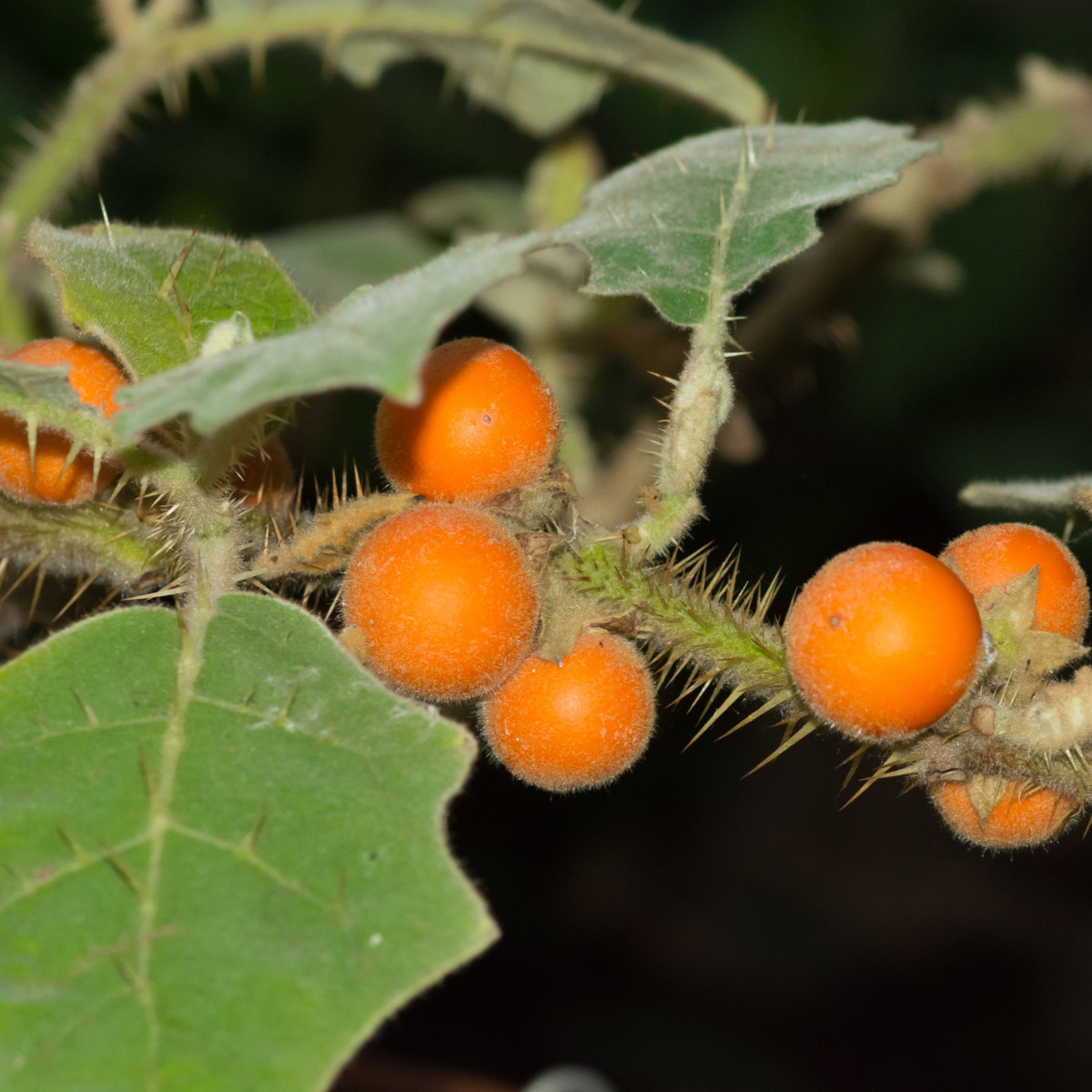 Semena solana – Chlupatý pomeranč – Solanum quitoense