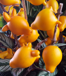 Semena solana – Solanum mammosum – Solanum mammosum
