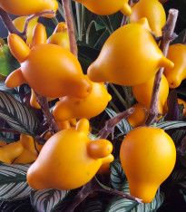 Solanum mammosum - Solanum mammosum - semena - 15 ks