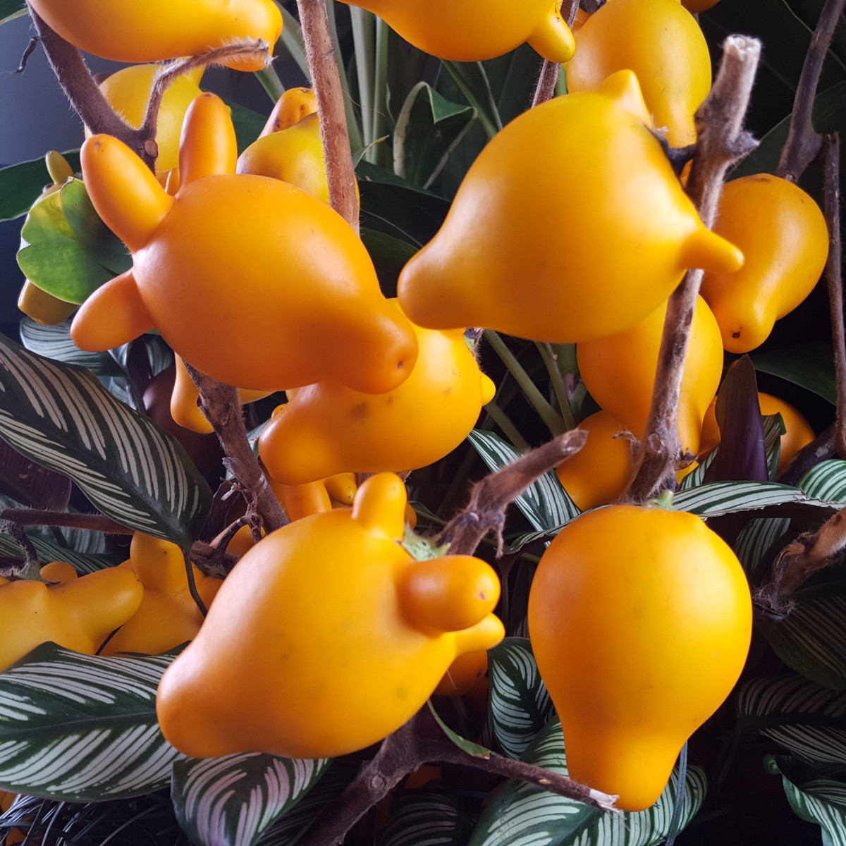 Solanum mammosum - Solanum mammosum - semena - 5 ks