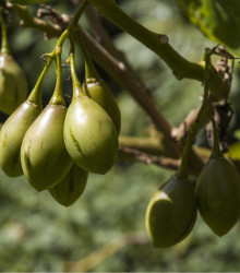 Pepino gold - Solanum muricatum - semena - 5 ks