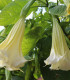 Brugmansie bílá - Andělská trubka bílá - Brugmansia arborea - semena - 10 ks