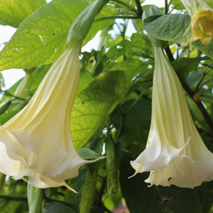 Semena brugmansie – Brugmansie bílá – Andělská trubka bílá – Brugmansia arborea