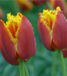 Tulipán Lambada - Tulipa - cibuloviny - 3 ks