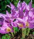 Naháček Ocún - Colchicum giant - cibuloviny - 1 ks