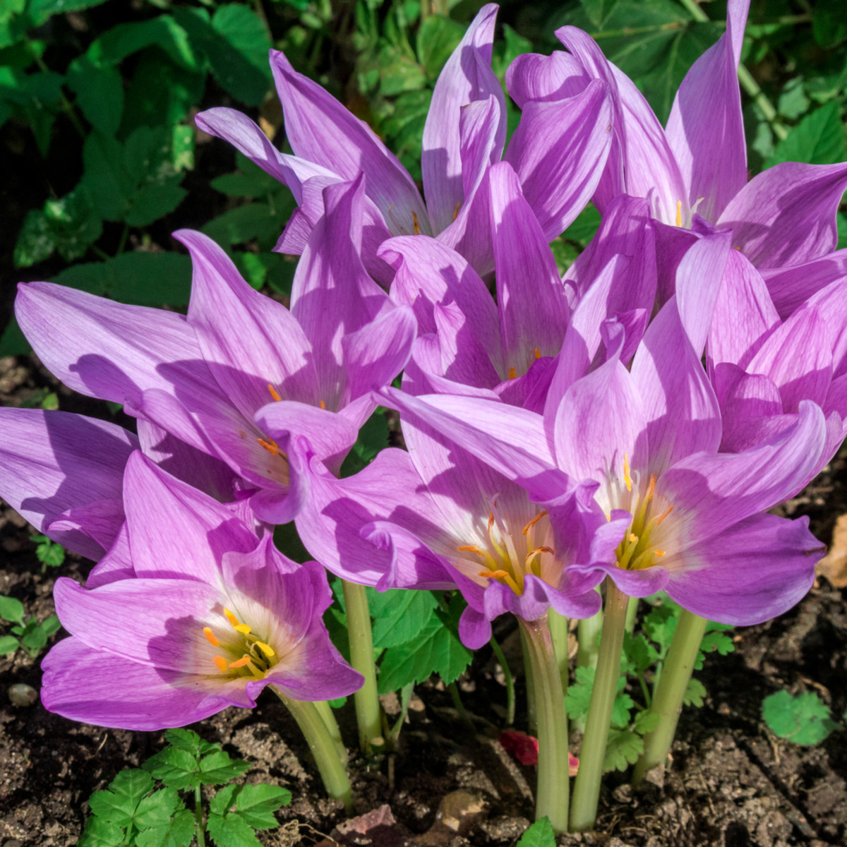 Naháček Ocún - Colchicum giant - cibuloviny - 1 ks