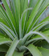 Puja - Puya mirabilis - semena - 20 ks