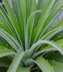Puja - Puya mirabilis - semena - 15 ks