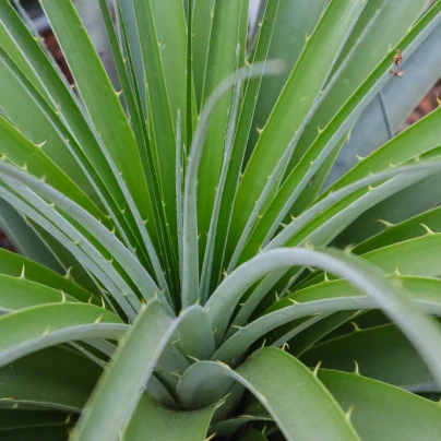 Puja - Puya mirabilis - semena - 15 ks