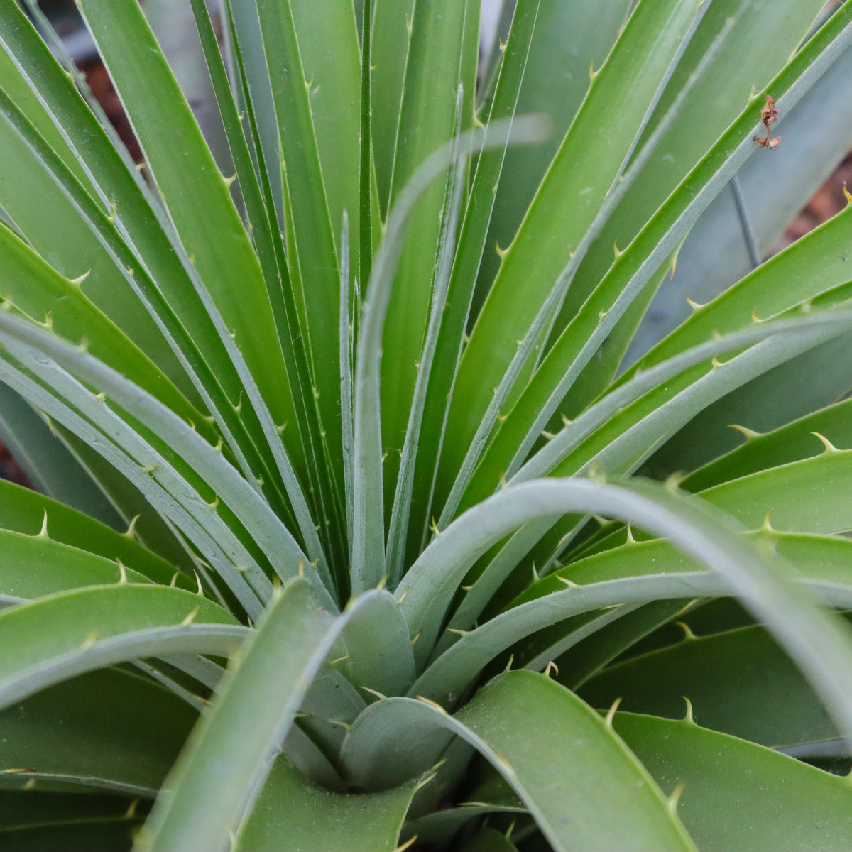 Puja - Puya mirabilis - semena - 15 ks
