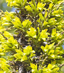Puja - Puya Chilensis - semena - 5 ks