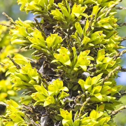 Puja - Puya Chilensis - semena - 20 ks