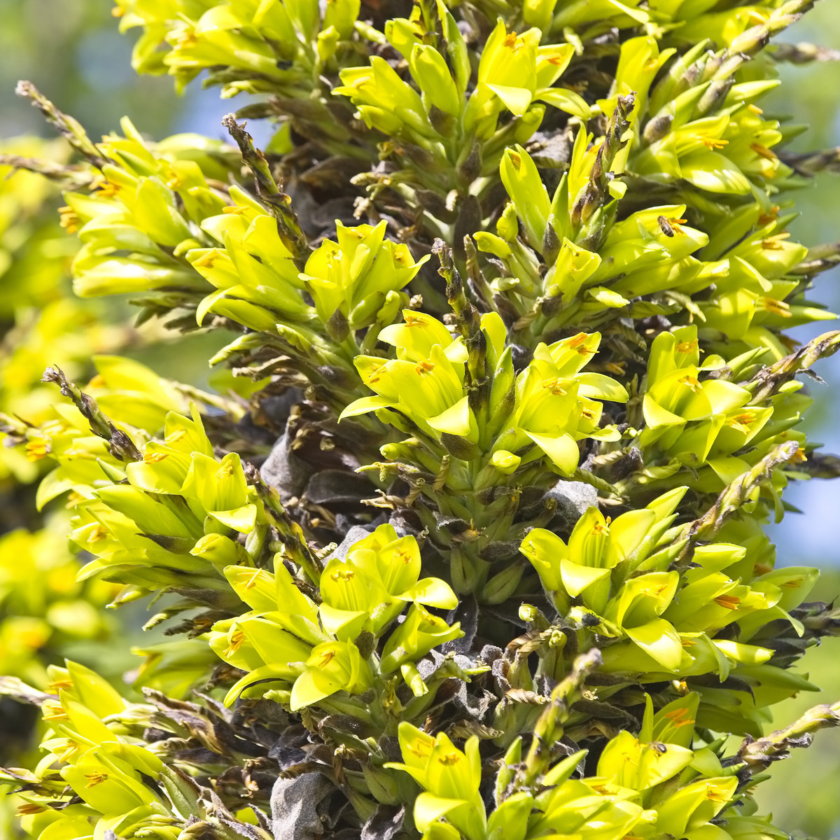 Puja - Puya Chilensis - semena - 20 ks
