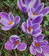 Krokus King of striped - Crocus - cibuloviny - 3 ks