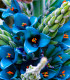 Puja - Puya Venusta - semena - 20 ks