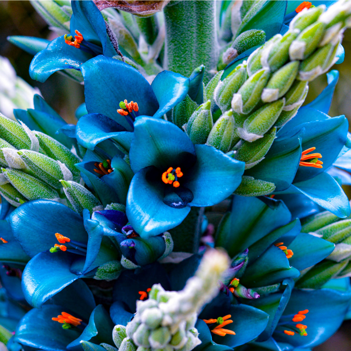 Puja - Puya Venusta - semena - 20 ks