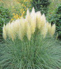 Pampová tráva stříbrná - Pampas - Cortaderia selleona - semena - 10 ks