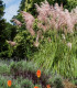 Pampová tráva růžová - Pampas - Cortaderia selloana - semena - 10 ks