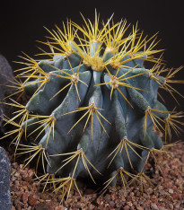 Ferokaktus - Ferocactus chrysacanthus - semena - 6 ks