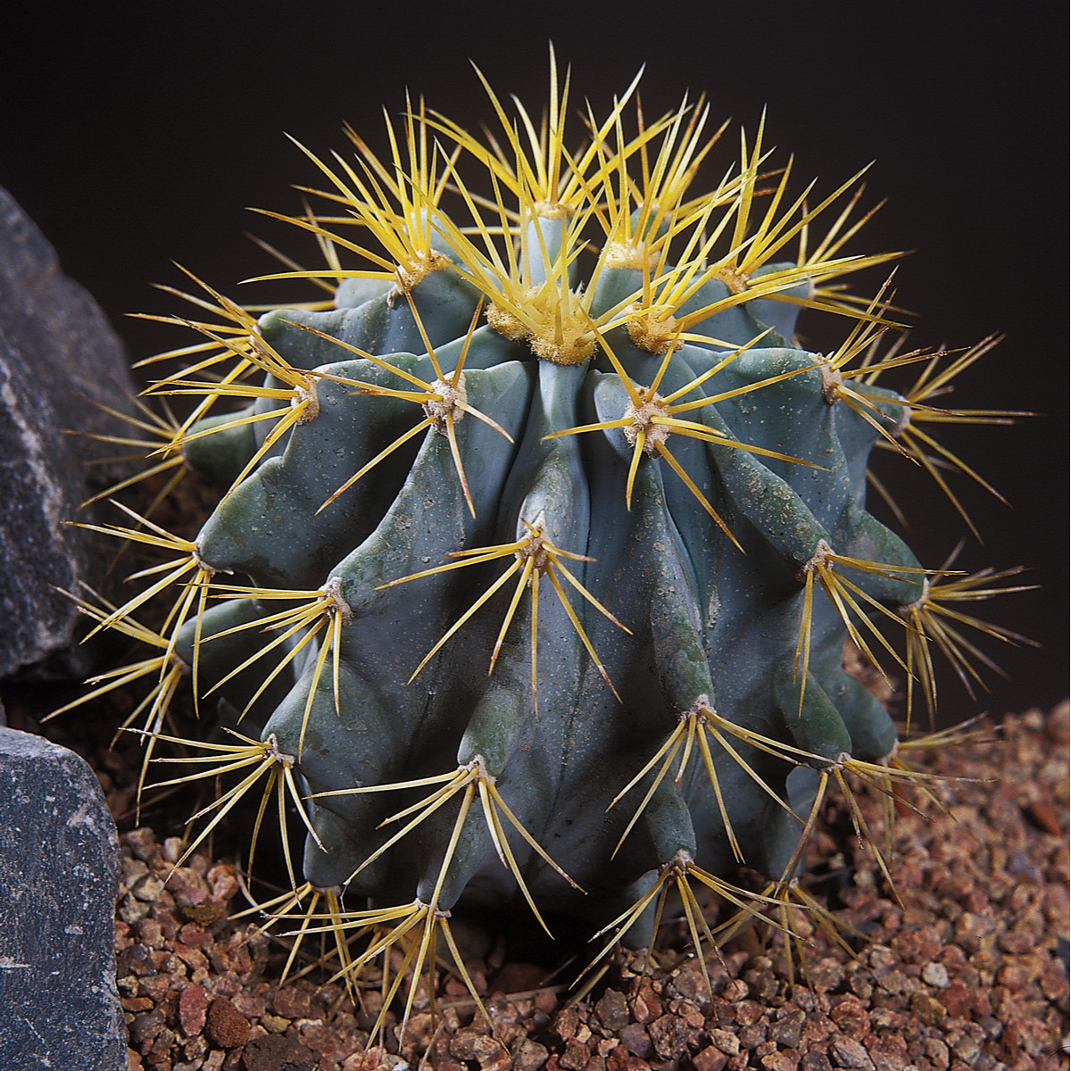 Ferokaktus - Ferocactus chrysacanthus - semena - 6 ks
