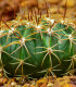 Echinokaktus Grusonův - Zlatá koule - Echinocactus grusonii - semena - 8 ks