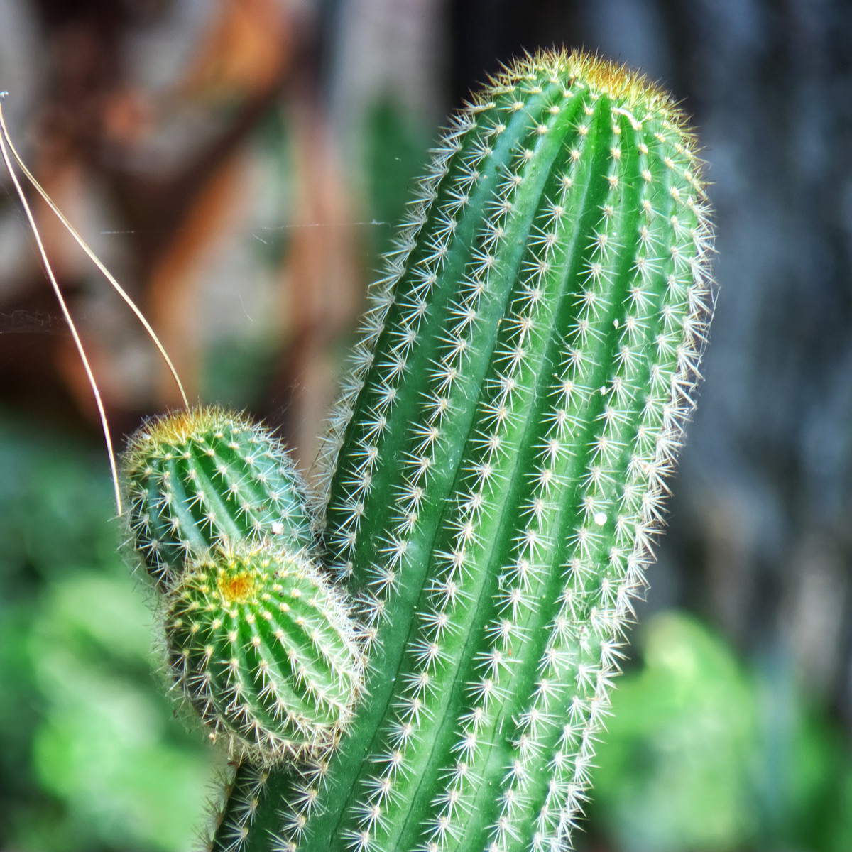 Saguaro - Kaktus svícnovitý - semena Saguara - rostlina Carnegiea gigantea - 5 ks