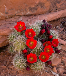 Kaktus - Echinocereus triglochidiatus - semena - 8 ks