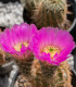 Kaktus - Echinocereus reichenbachii - semena - 8 ks