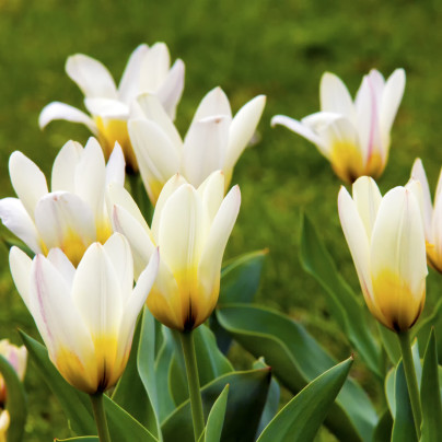 Tulipán Concerto – Tulipa – cibulky tulipánu