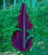 Ďáblův jazyk - Dracunculus vulgaris - cibuloviny - 1 ks